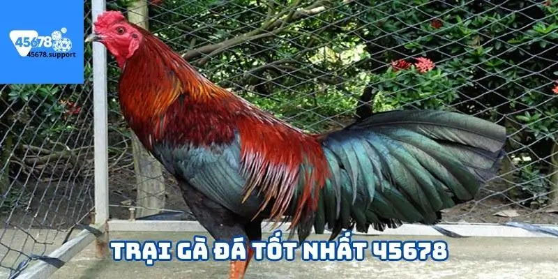 Trại gà đá tốt nhất 45678 là gì?